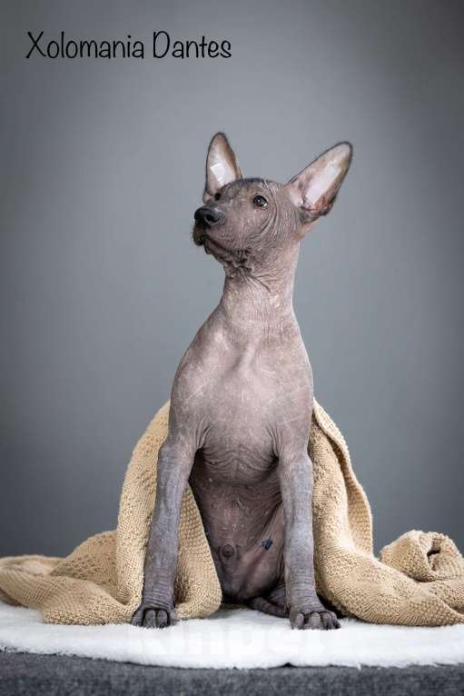 Собаки в Санкт-Петербурге: Щенки ксолоитцкуинтли ( мексиканская голая стандарт)  Мальчик, 120 000 руб. - фото 7