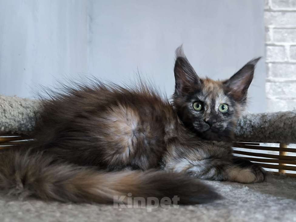 Кошки в Кемерово: Пинки Пай девочка Мейн-кун Девочка, 15 000 руб. - фото 3