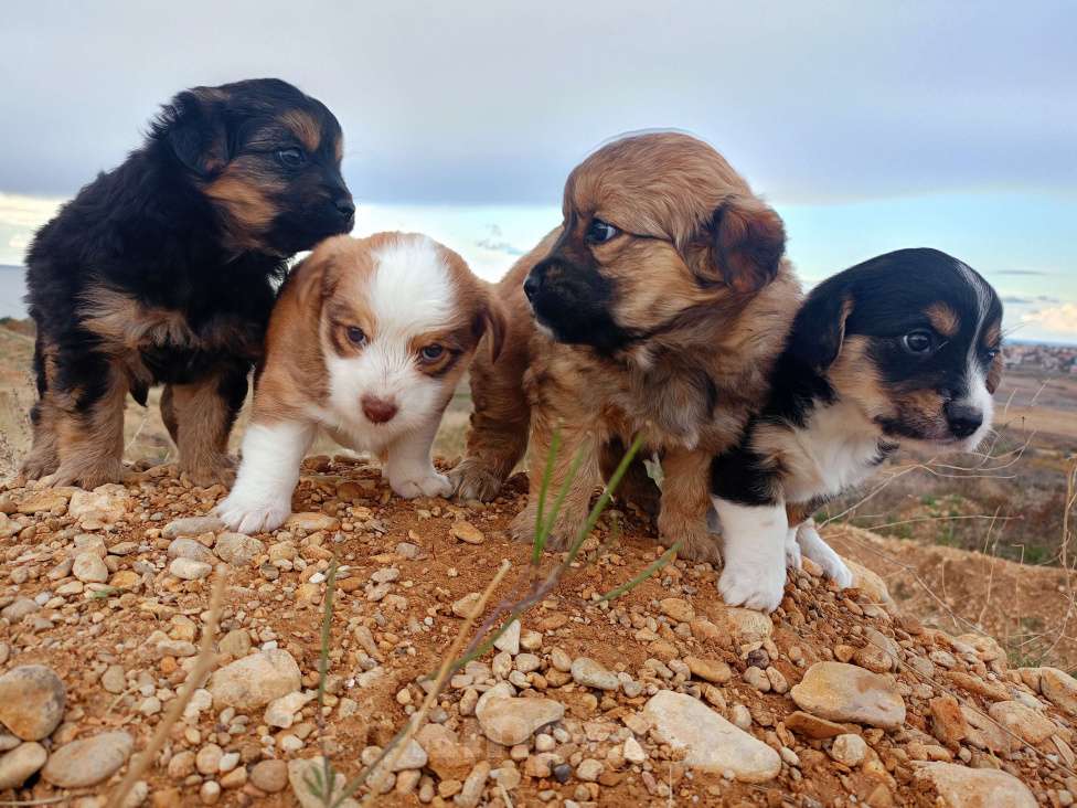 Собаки в Севастополе: В добрые ручки Девочка, Бесплатно - фото 6