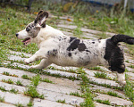 Собаки в Санкт-Петербурге: Корги избавит от осенней хандры  Мальчик, Бесплатно - фото 2