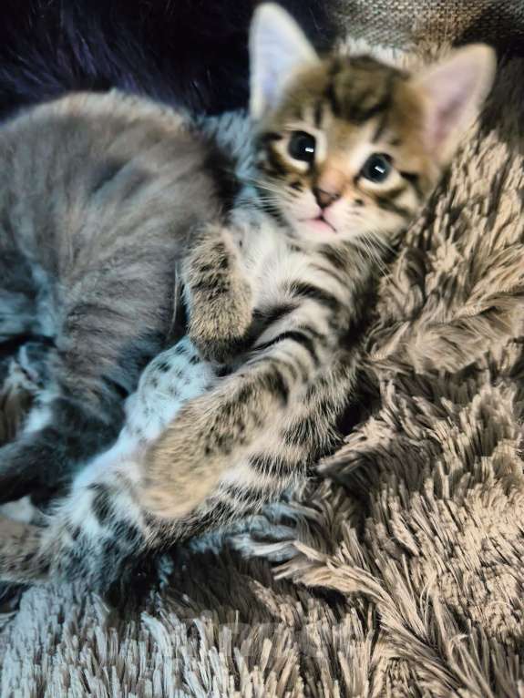 Кошки в других городах Московской области: Котенок полосатенький Мальчик, Бесплатно - фото 2