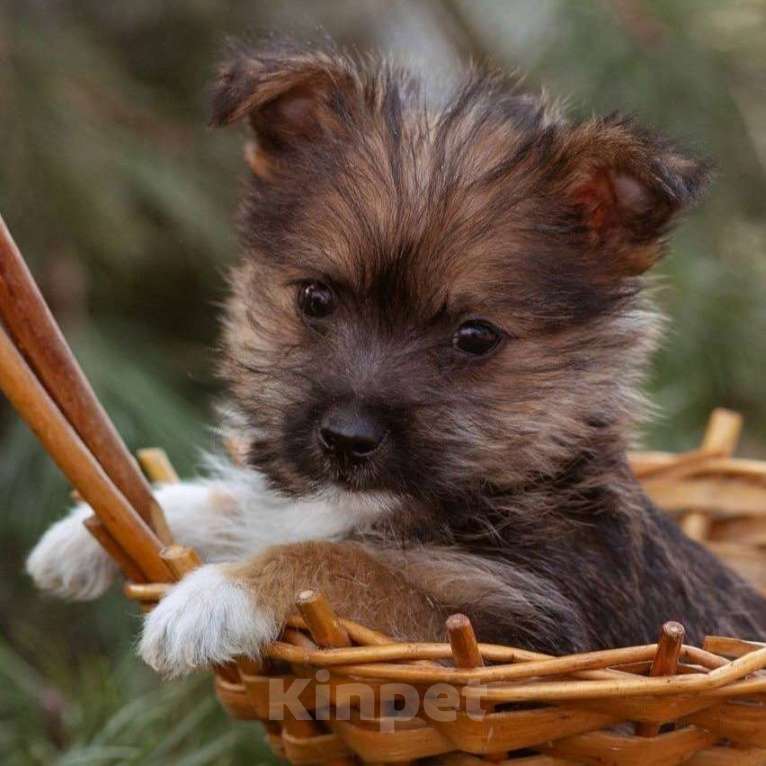 Собаки в Москве: маленькая собачка щенок Микки ищет дом Мальчик, 100 руб. - фото 3