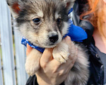 Собаки в Москве: Щенок волчонок от хаски в добрые руки Мальчик, 100 руб. - фото 1