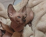 Кошки в Москве: Котенок свинкс Мальчик, 20 000 руб. - фото 10