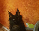 Кошки в Дмитре: Котенок мейн-кун Мальчик, 35 000 руб. - фото 2