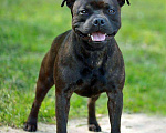 Собаки в Краснодаре: Кобель СТАФФИ вязки Мальчик, 40 000 руб. - фото 3
