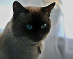 Кошки в Климовске: Тайский (Сиамский) кот. Вязка.Случка. , 2 000 руб. - фото 2