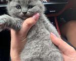 Кошки в Малмыже: Продаю котят, 6 000 руб. - фото 1