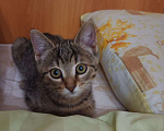 Кошки в Угличе: Кошечка, 500 руб. - фото 4