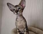 Кошки в Колпашево: Ориентальная кошка, 20 руб. - фото 2