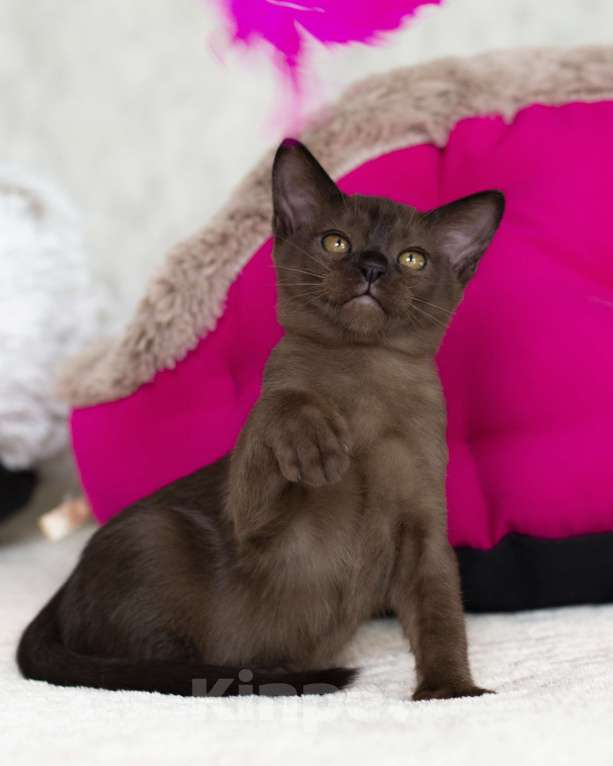 Кошки в Санкт-Петербурге: Бурманский котик Мальчик, 80 руб. - фото 2