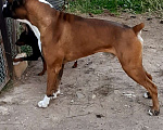 Собаки в Севастополе: Боксёр  Мальчик, 50 руб. - фото 1