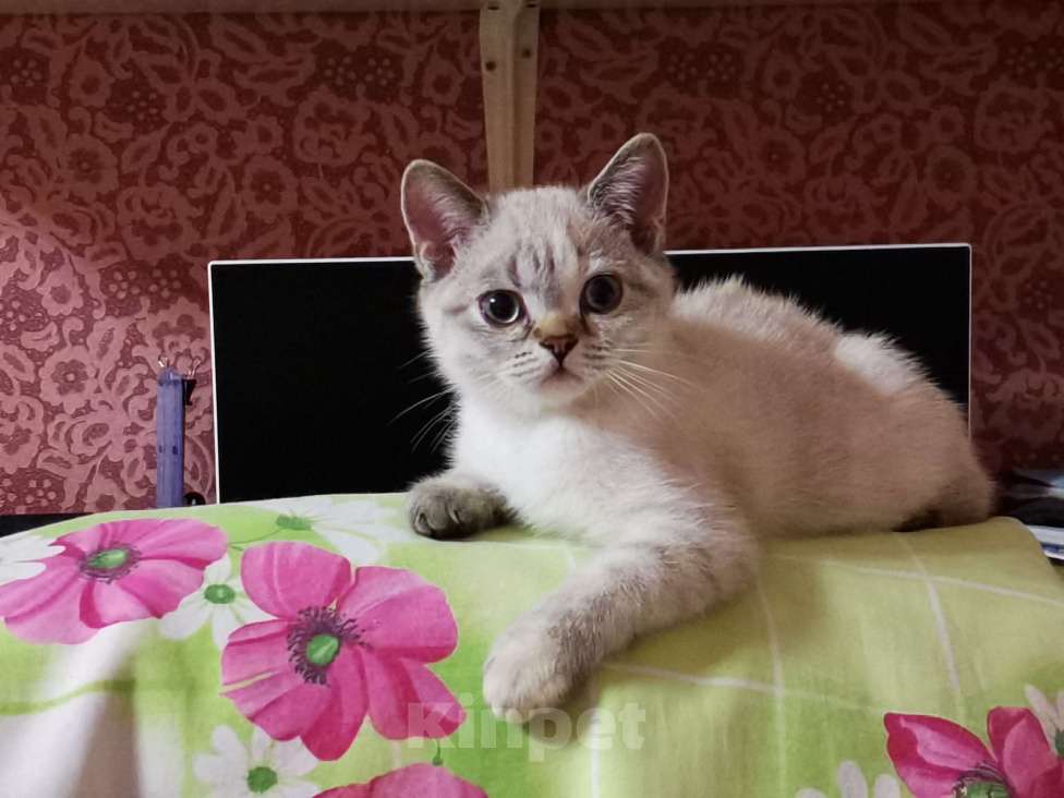 Кошки в Москве: Британские котята  Девочка, 10 000 руб. - фото 2
