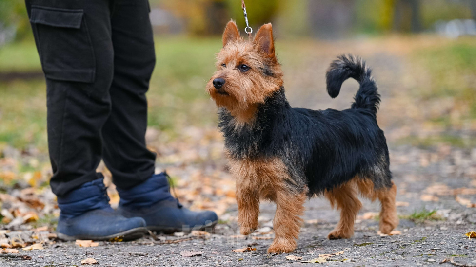 Собаки в Москве: Щенки АВСТРАЛИЙСКОГО ТЕРЬЕРА Мальчик, 60 000 руб. - фото 2