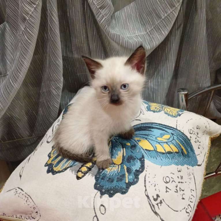 Кошки в Подольске: Тайские котята Девочка, 15 000 руб. - фото 3