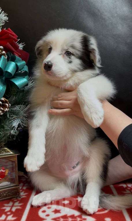 Собаки в других городах Московской области: Бордер колли мраморный щенок Мальчик, 70 000 руб. - фото 4