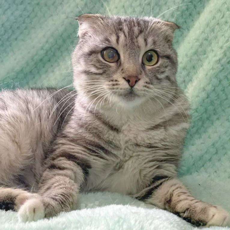 Кошки в Москве: Породистая кошечка в беде Девочка, Бесплатно - фото 5