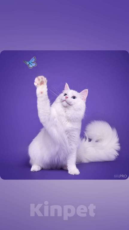 Кошки в Новосибирске: Isidora Девочка, 30 000 руб. - фото 3