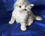 Кошки в Новосибирске: Продам шотландских котят Разнополые, Бесплатно - фото 2