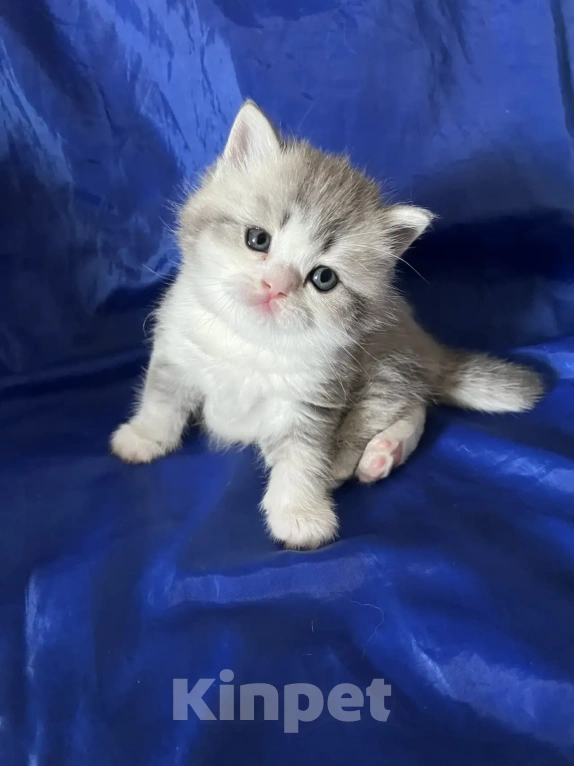 Кошки в Новосибирске: Продам шотландских котят Разнополые, Бесплатно - фото 2