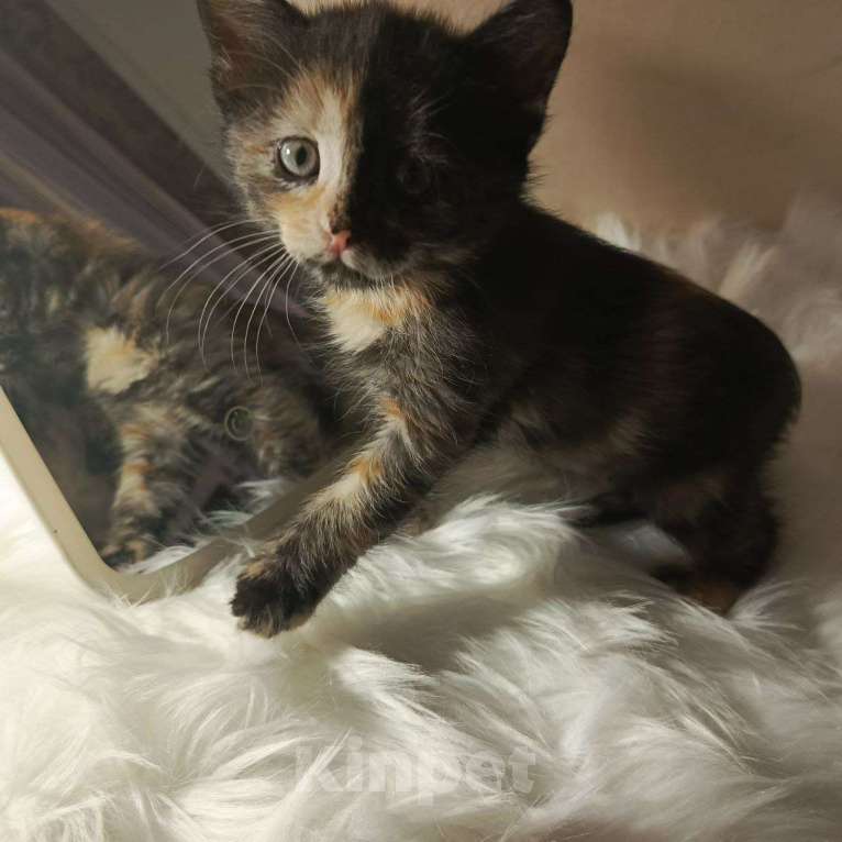 Кошки в Москве: Уникальная малышка в добрые руки Девочка, Бесплатно - фото 3