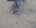 Кошки в Красноярске: Кошечка ищет свой дом! Девочка, Бесплатно - фото 1