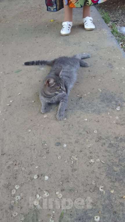 Кошки в Красноярске: Кошечка ищет свой дом! Девочка, Бесплатно - фото 1