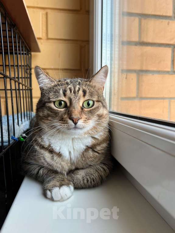 Кошки в Москве: Осторожная девочка Тутси в дар добрым людям Девочка, Бесплатно - фото 3