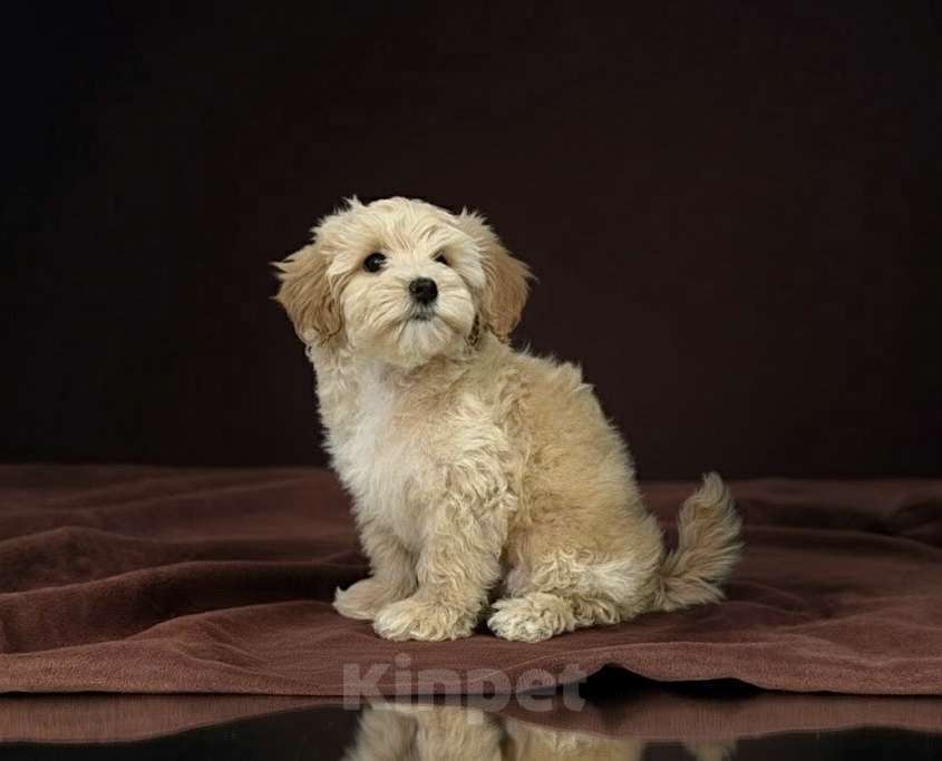 Собаки в Иркутске: Мальтипу f1 мальчики Мальчик, 75 000 руб. - фото 3