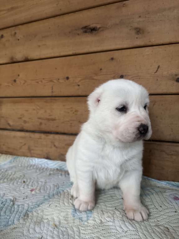 Собаки в Красноярске: Щенки среднеазиатской овчарки ( Алабай)  Девочка, 50 000 руб. - фото 2