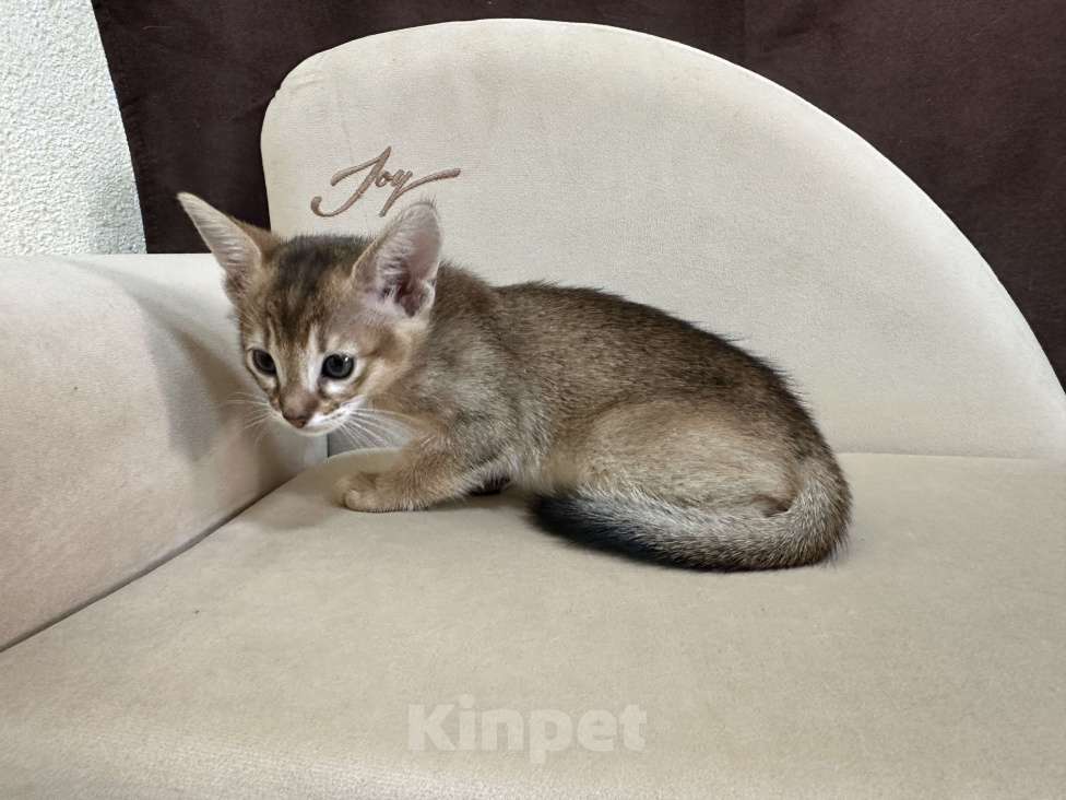 Кошки в Москве: абиссинский котик дикого окраса под резерв  Мальчик, 90 000 руб. - фото 2