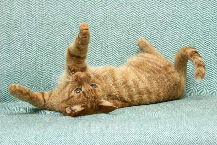 Кошки в Люберцах: яркая и солнечная девчонка - Ириска Девочка, Бесплатно - фото 9