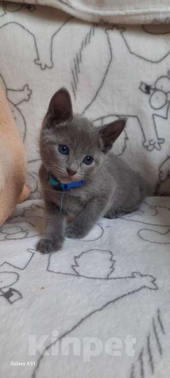 Кошки в Санкт-Петербурге: Русская Голубая кошка Мальчик, 80 000 руб. - фото 3