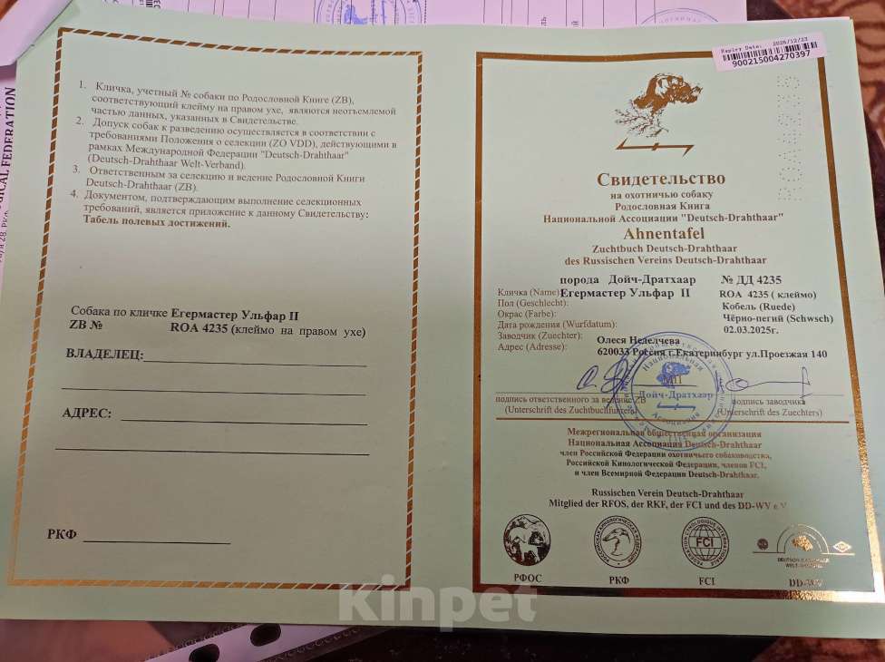 Собаки в Чебаркуле: Щенок породы Дратхаар, с документами Мальчик, 45 000 руб. - фото 1