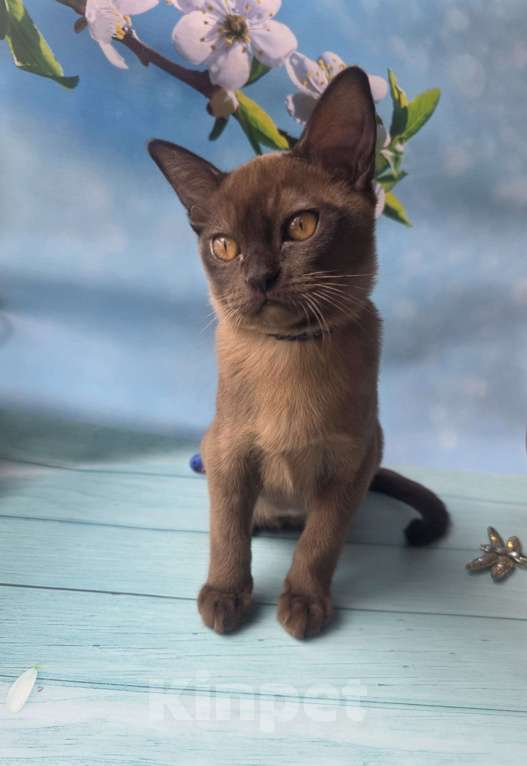 Кошки в других городах Ленинградской области: Бурманский котенок Мальчик, 40 000 руб. - фото 4