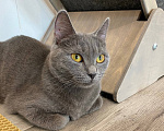 Кошки в Москве: Кошечка Квин в добрые руки Девочка, Бесплатно - фото 2