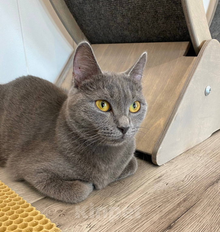 Кошки в Москве: Кошечка Квин в добрые руки Девочка, Бесплатно - фото 2