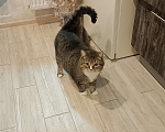 Кошки в других городах Калужской области: Потерялся кот Гена Мальчик, 20 000 руб. - фото 6