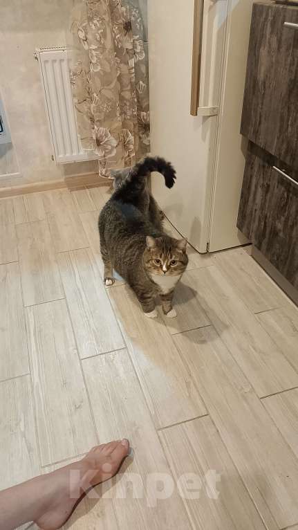 Кошки в других городах Калужской области: Потерялся кот Гена Мальчик, 1 руб. - фото 6