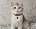 Кошки в Москве: Британский котёнок Девочка, 30 000 руб. - фото 3
