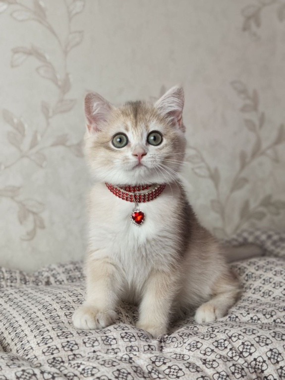 Кошки в Москве: Британский котёнок Девочка, 30 000 руб. - фото 3