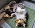 Кошки в Краснодаре: Котик Барс Мальчик, Бесплатно - фото 2