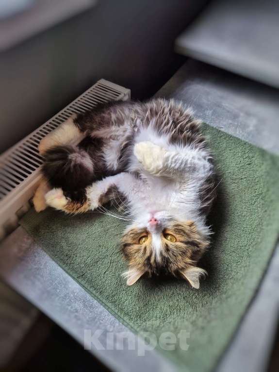 Кошки в Краснодаре: Котик Барс Мальчик, Бесплатно - фото 2