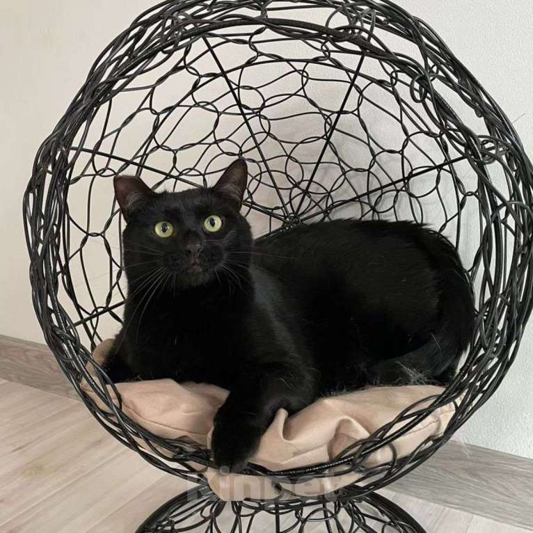 Кошки в Москве: Черный котик Томми Мальчик, Бесплатно - фото 5