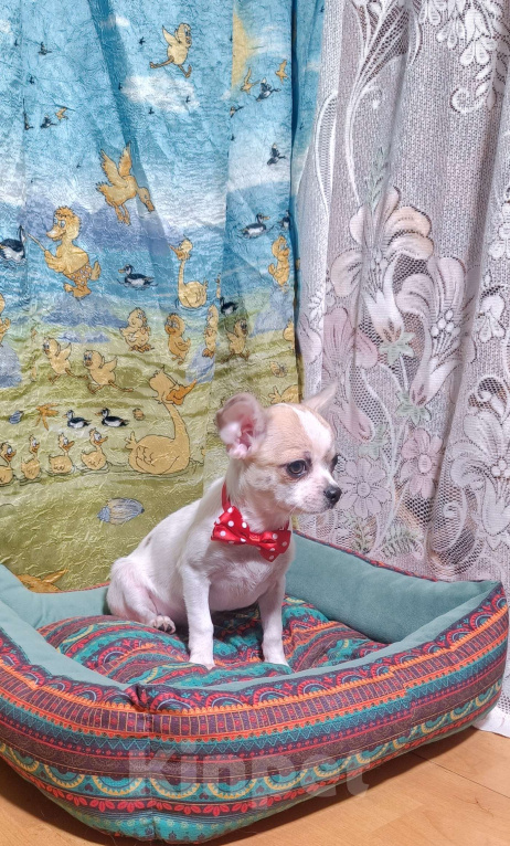 Собаки в Москве: Мальчик в горошек Мальчик, 32 000 руб. - фото 3