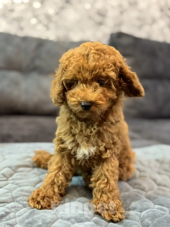 Собаки в Москве: Пудель той и карликовый мальчики и девочка Девочка, 70 000 руб. - фото 4