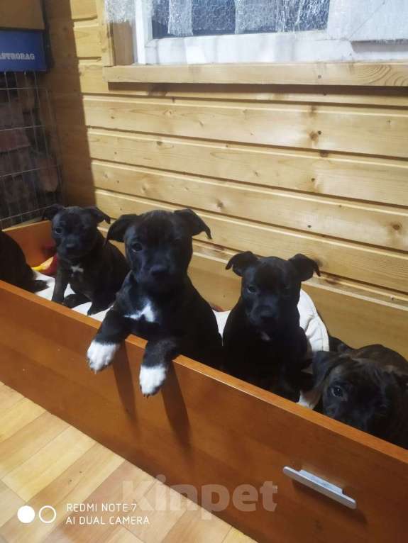 Собаки в Санкт-Петербурге: Щенки Английский стаффордширский бультерьер Мальчик, 35 000 руб. - фото 6