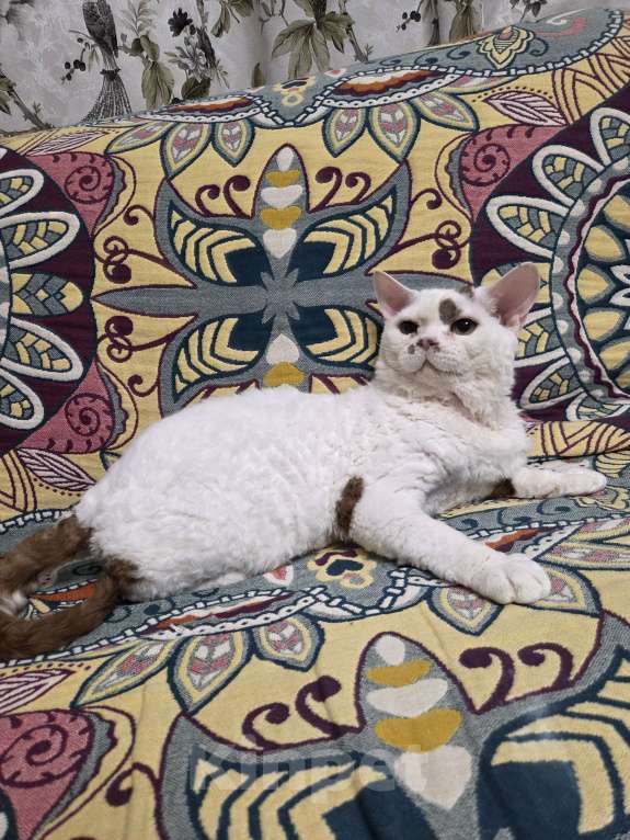 Кошки в Москве: Девон рекс котик  Мальчик, Бесплатно - фото 2