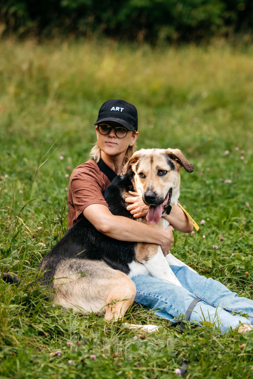 Собаки в Москве: Хонда , это собака с характером «Праздник вопреки»  Девочка, Бесплатно - фото 2