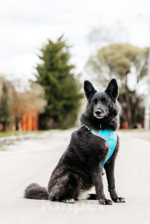 Собаки в Москве: Эля потеряла всех своих щенков в мороз Девочка, 1 руб. - фото 7
